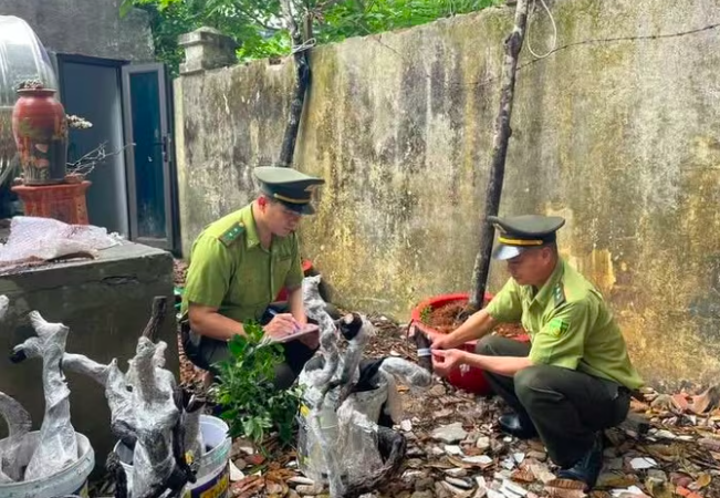 Lực lượng kiểm lâm tỉnh Thanh Hóa liên tiếp phát hiện và thu giữ hàng trăm cây Muội hồng bị khai thác, vận chuyển trái phép