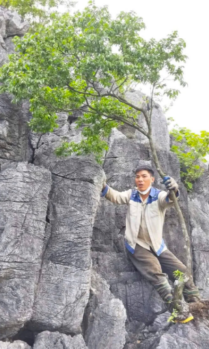 Cây Muội hồng với màu lá non hồng đỏ rực rỡ thu hút giới chơi cây cảnh bonsai