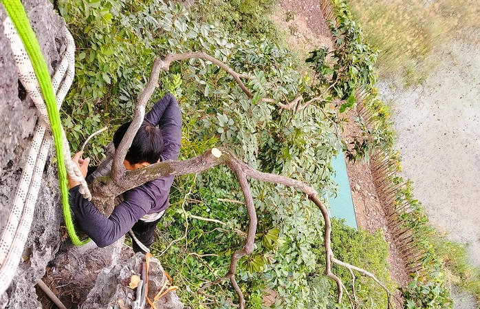 Nhiều người bất chấp nguy hiểm khai thác Muội hồng trên các vách đá cheo leo, bất chấp nguy hiểm.