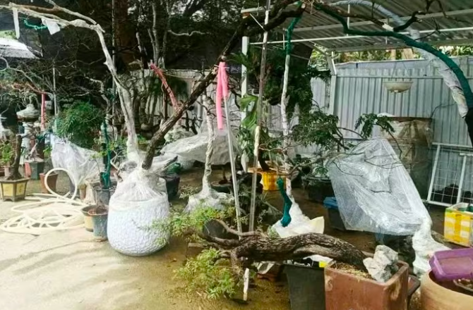 Lực lượng kiểm lâm tỉnh Thanh Hóa liên tiếp phát hiện và thu giữ hàng trăm cây Muội hồng bị khai thác, vận chuyển trái phép