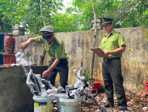 Lực lượng kiểm lâm tỉnh Thanh Hóa liên tiếp phát hiện và thu giữ hàng trăm cây Muội hồng bị khai thác, vận chuyển trái phép