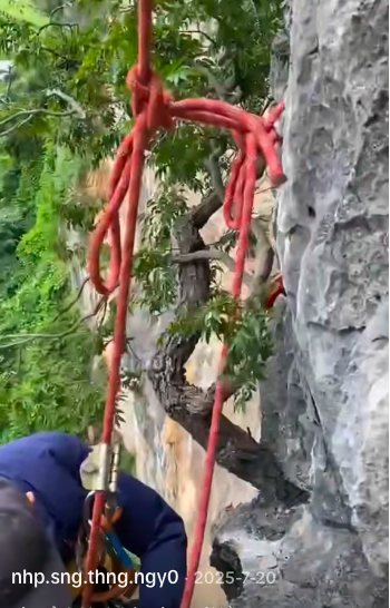 Cây Muội hồng với màu lá non hồng đỏ rực rỡ thu hút giới chơi cây cảnh bonsai