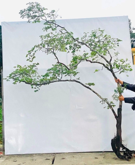 Cây Muội hồng được rao bán tràn lan trên các nền tảng mạng xã hội.