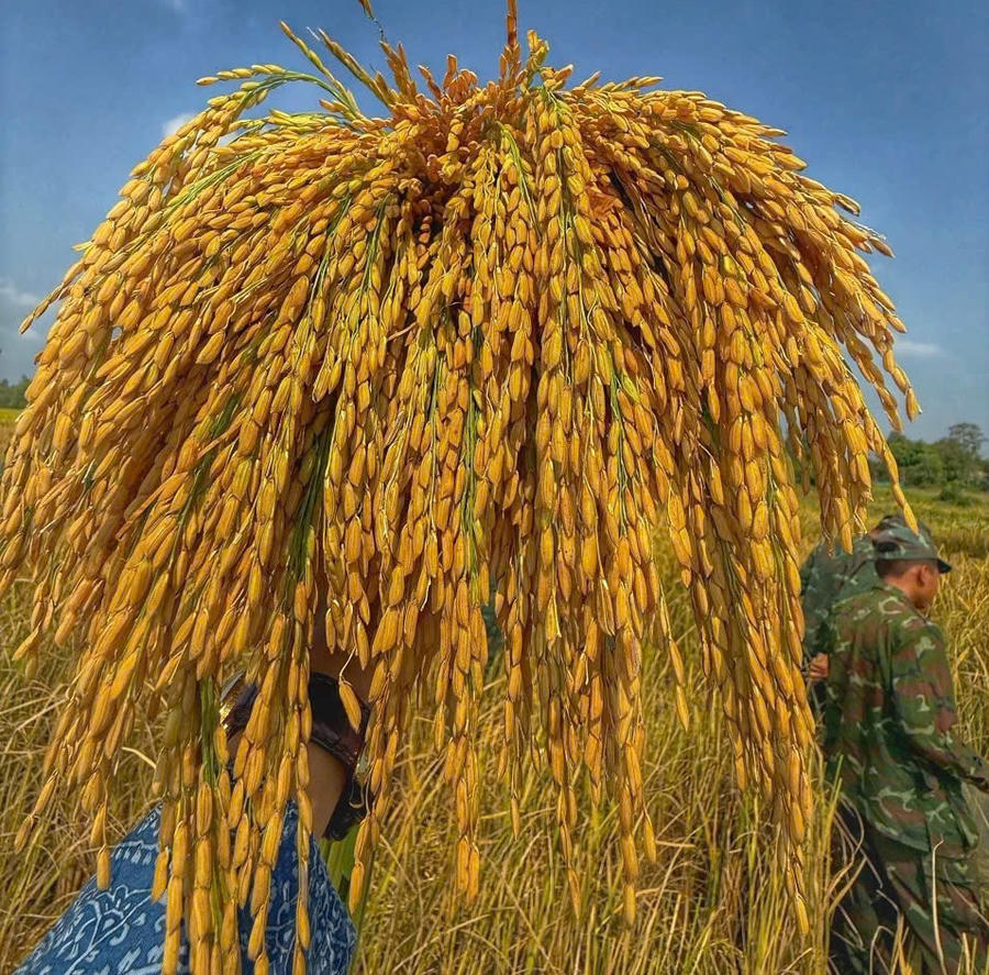 Giống lúa CT68 đáp ứng các tiêu chuẩn khắt khe về xuất khẩu. Giống lúa CT68 đáp ứng các tiêu chuẩn khắt khe về xuất khẩu.