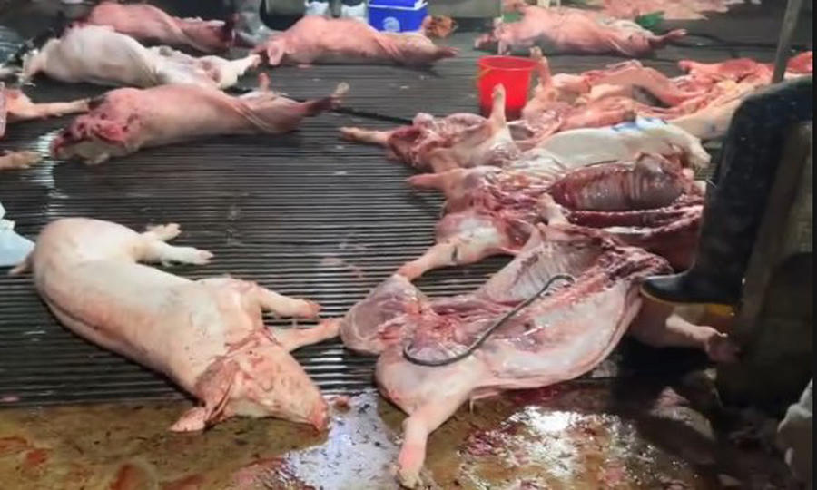 Hằng trăm tấn thịt lợn nhiễm bệnh bị lực lượng chức năng phát hiện. Ảnh: CAHN.