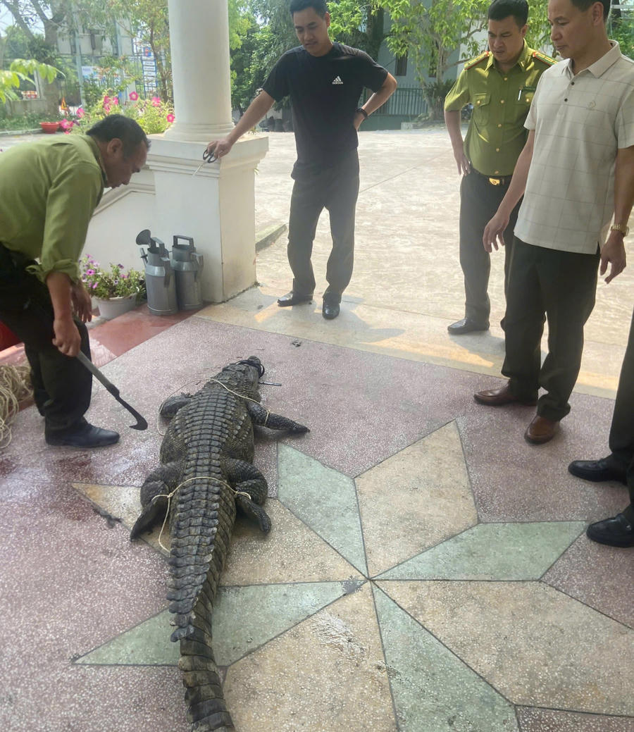 Cá sấu nước ngọt được khống chế, đưa về trụ sở Hạt Kiểm lâm khu vực 6