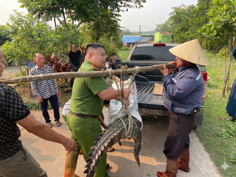 Lực lượng Công an xã Đường Hoa phối hợp với người dân khống chế, đưa cá thể cá sấu nước ngọt nặng khoảng 50kg về nơi tập kết an toàn. Lực lượng Công an xã Đường Hoa phối hợp với người dân khống chế, đưa cá thể cá sấu nước ngọt nặng khoảng 50kg về nơi tập kết an toàn.