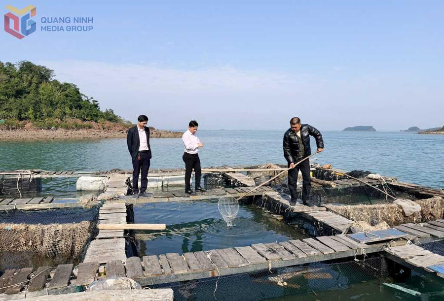 Mô hình nuôi trồng thủy sản trên biển tại Quảng Ninh góp phần tạo sinh kế, việc làm và nâng cao thu nhập cho người dân. Mô hình nuôi trồng thủy sản trên biển tại Quảng Ninh góp phần tạo sinh kế, việc làm và nâng cao thu nhập cho người dân.