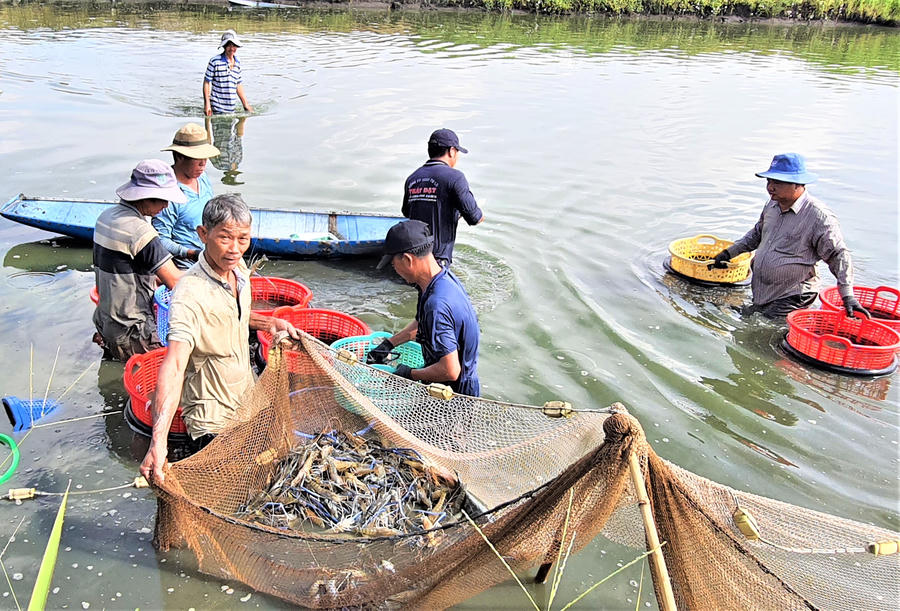 Nông dân Tân Phú làm giàu từ nghề nuôi tôm càng xanh.