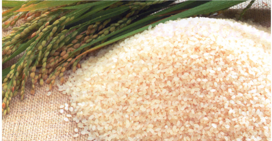 Trong danh sách công bố sản phẩm chứng nhận đạt từ 3 sao trở lên có gạo nếp cái hoa vàng. Ảnh IT