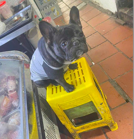 Con chó Pitbull của bị can Tâm.