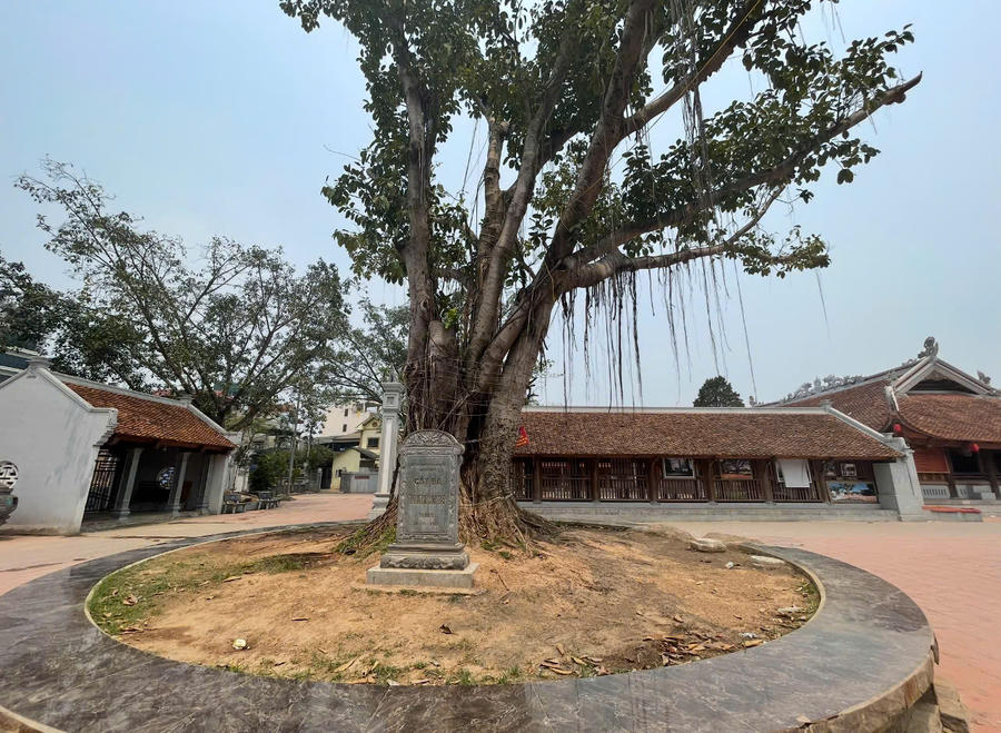 Cây đa di sản trên sân Di tích đình Hữu Bằng xác xơ, tàn tạ sau cuộc trùng tu.