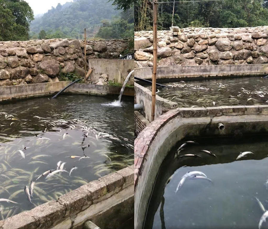 Cá tầm trong bể nuôi chết nổi trắng bụng, rất ít con còn sống sót.