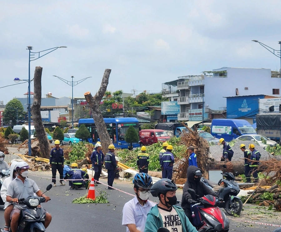 Công nhân tiến hành chặt hạ, bứng chuyển hàng cây trên đường Trường Chinh để phục vụ thi công ga metro vào ngày 13/4. Ảnh: Hạ Giang