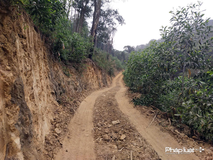 Các đối tượng đào đường lên khai thác gỗ Keo.