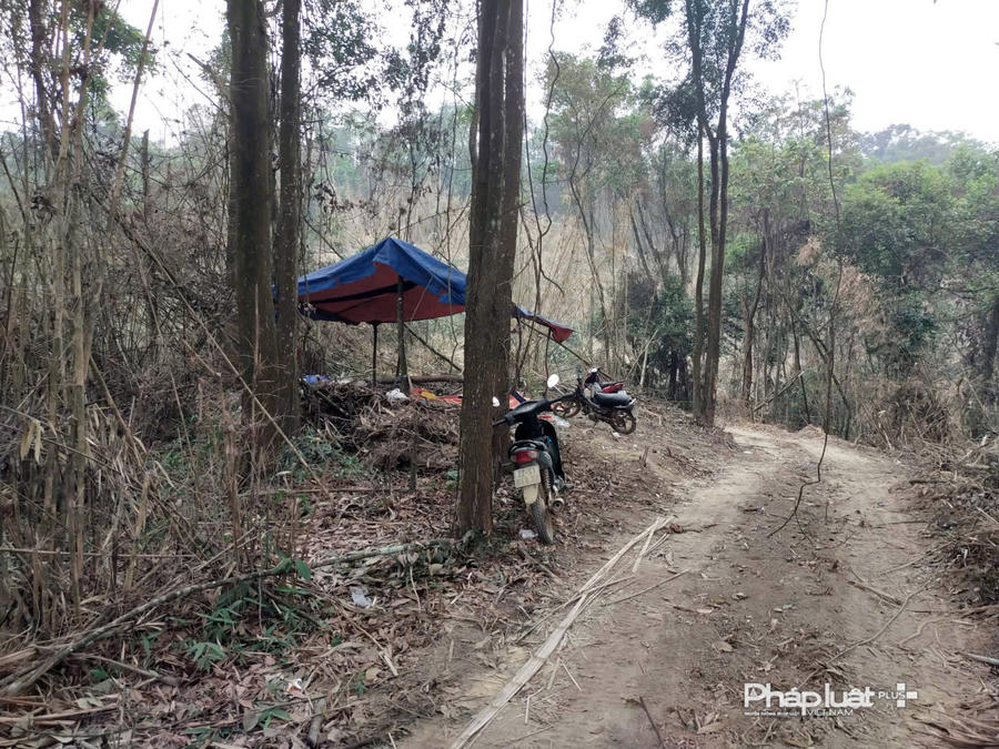 Các đối tượng lợp lán trại để khai thác gỗ trái phép.