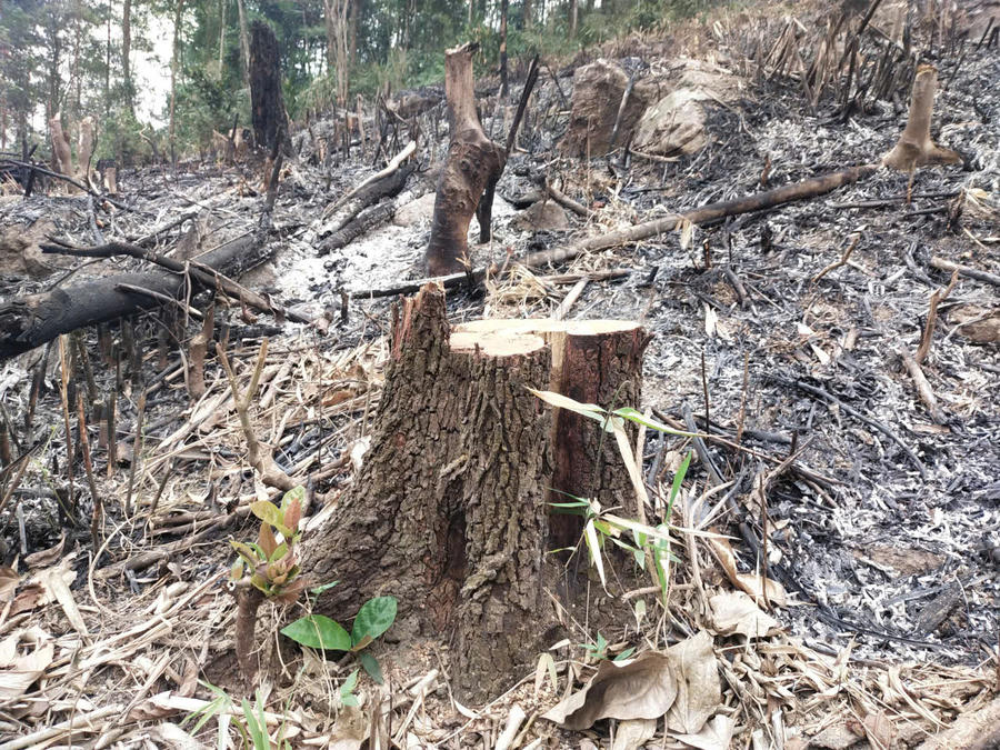 Nhiều gỗ rừng Keo chưa được đấu giá đã bị các đối tượng khai thác trộm.