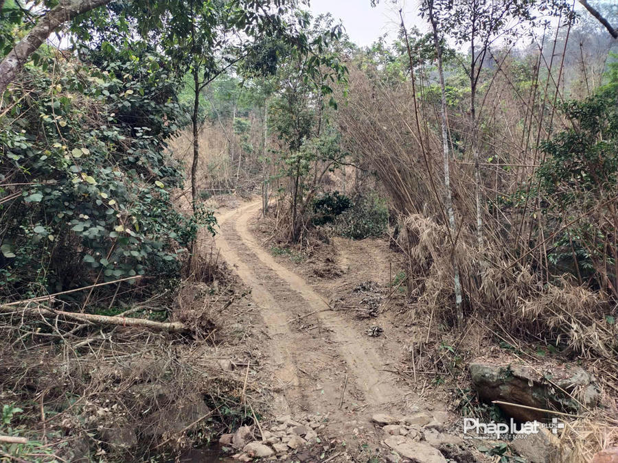 Các đối tượng đào đường lên khai thác gỗ Keo.