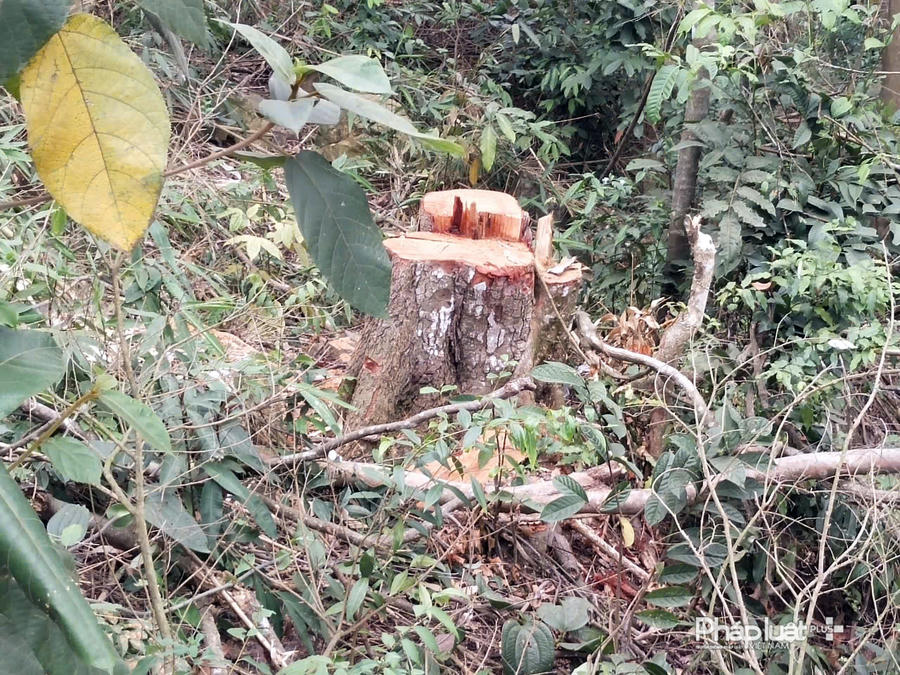 Không chỉ gỗ Keo, nhiều gỗ tạp cũng bị các đối tượng khai thác trộm.