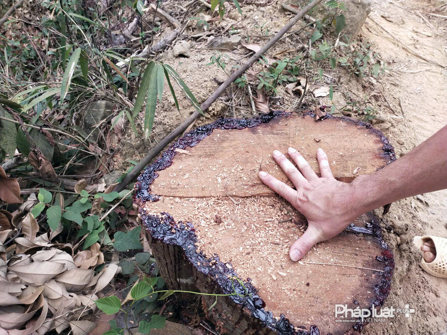 Không chỉ gỗ Keo, nhiều gỗ tạp cũng bị các đối tượng khai thác trộm.