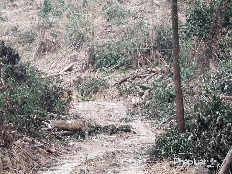 Nhiều gỗ rừng Keo chưa được đấu giá đã bị các đối tượng khai thác trộm.