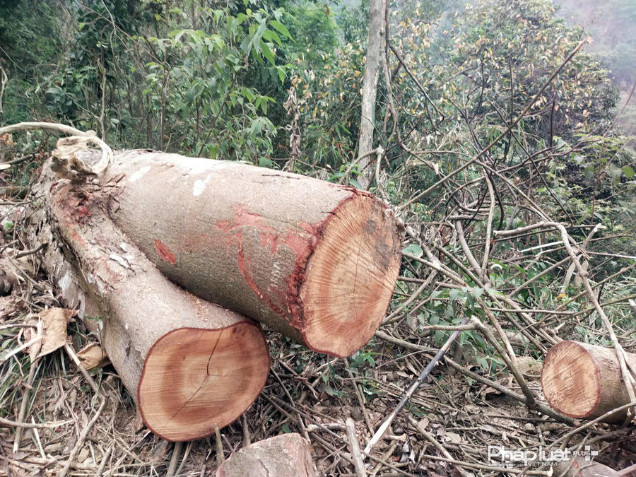 Không chỉ gỗ Keo, nhiều gỗ tạp cũng bị các đối tượng khai thác trộm.