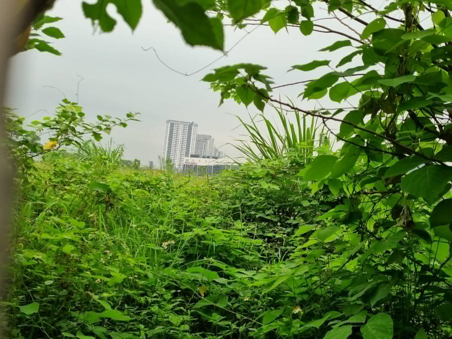 Cây cỏ mọc um tùm bên trong dự án.