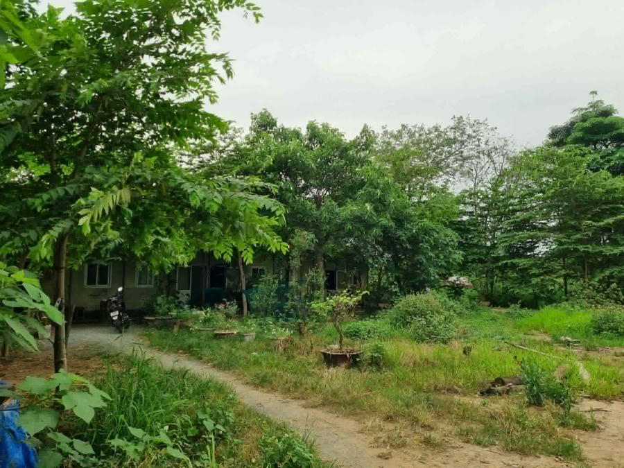 Khu nhà dự án cũng đầy cỏ mọc.