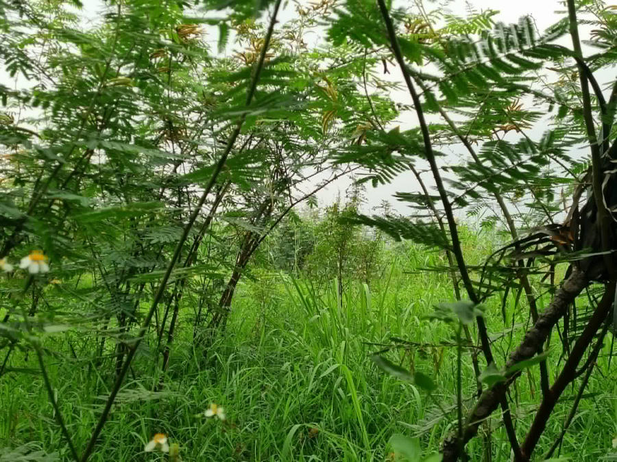 Tuy nhiên dự án đang được bao phủ bởi một màu xanh ngắt từ cây cỏ.