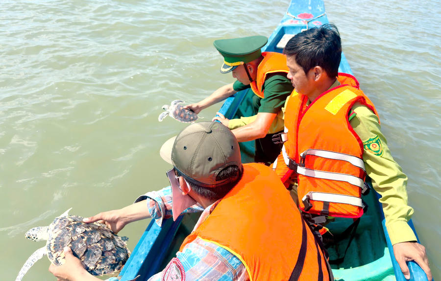 Cán bộ Đồn Biên phòng Tam Giang Tây phối hợp lực lượng Kiểm lâm và người dân thả các cá thể Đồi Mồi và Vích trở lại môi trường tự nhiên.