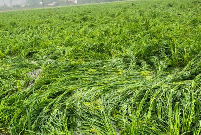 Trường học, nhà dân và hoa màu bị thiệt hại nặng nề.