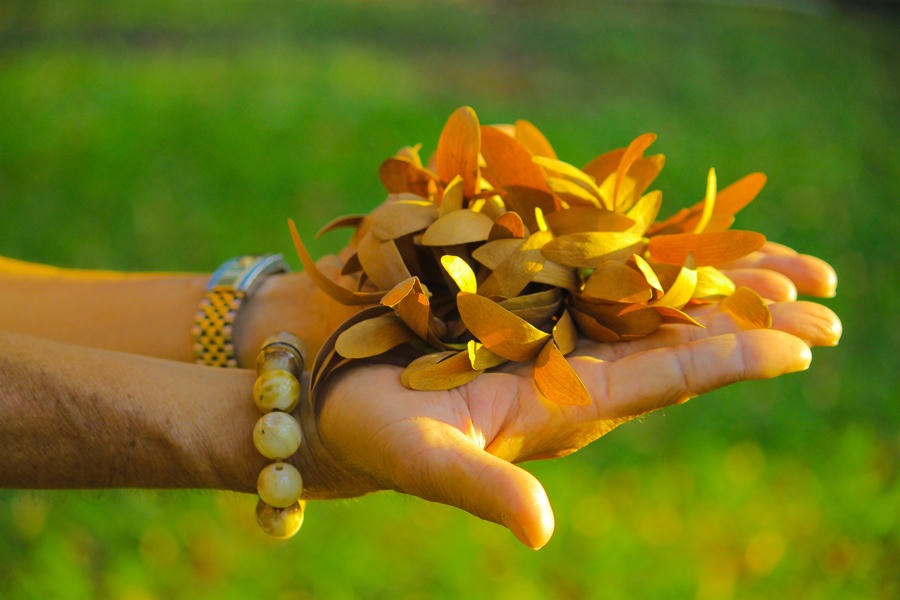 Những cánh hoa rời cành vẫn mang vẻ đẹp riêng...