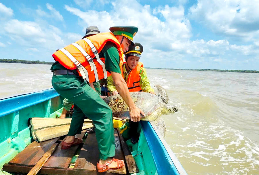 Đồn Biên phòng Tam Giang Tây phối hợp cùng lực lượng Kiểm lâm và người dân thả cá thể vích trở lại biển.