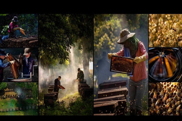 Tác phẩm: Ngọt ngào mật ong long nhãn (Ảnh bộ) - Huy chương Bạc Liên hoan Ảnh nghệ thuật khu vực Đồng bằng sông Hồng năm 2022 - Tác giả: Nguyễn Khắc Hào (Hưng Yên).