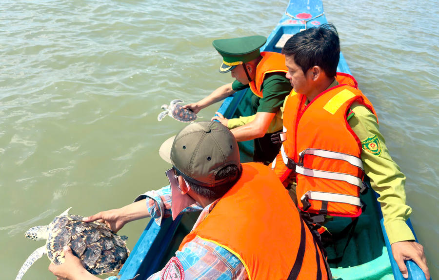 Trước đó, lực lượng Đồn Biên phòng Tam Giang Tây đã phối hợp thả 2 cá thể đồi mồi và vích về môi trường tự nhiên.