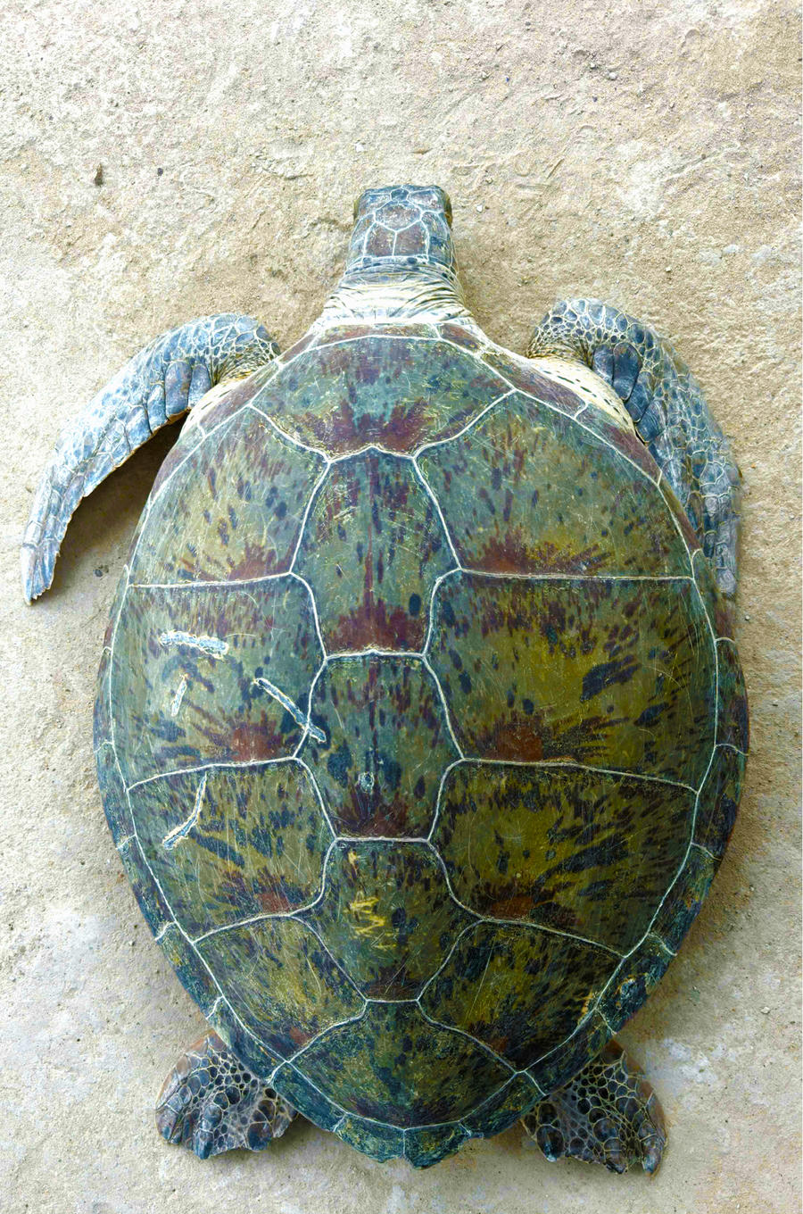 Cá thể vích nặng hơn 60 kg được ngư dân phát hiện mắc vào giàn lưới.