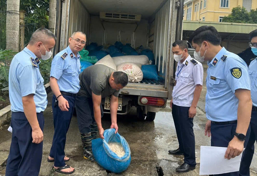 Đội QLTT số 9 cùng cán bộ Trạm kỹ thuật nông nghiệp cơ sở Mỹ Văn, Hưng Yên kiểm tra lòng lợn có dấu hiệu vi phạm ATTP. Ảnh: QLTT HY