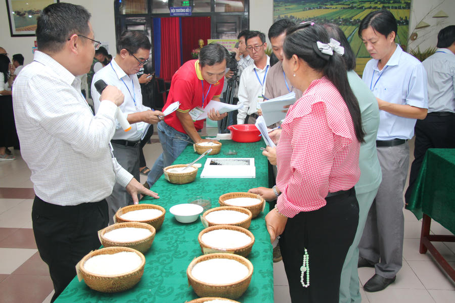 Ban Giám khảo chấm điểm vòng cảm quan tại Cuộc thi gạo ngon Đồng bằng sông Cửu Long năm 2026.