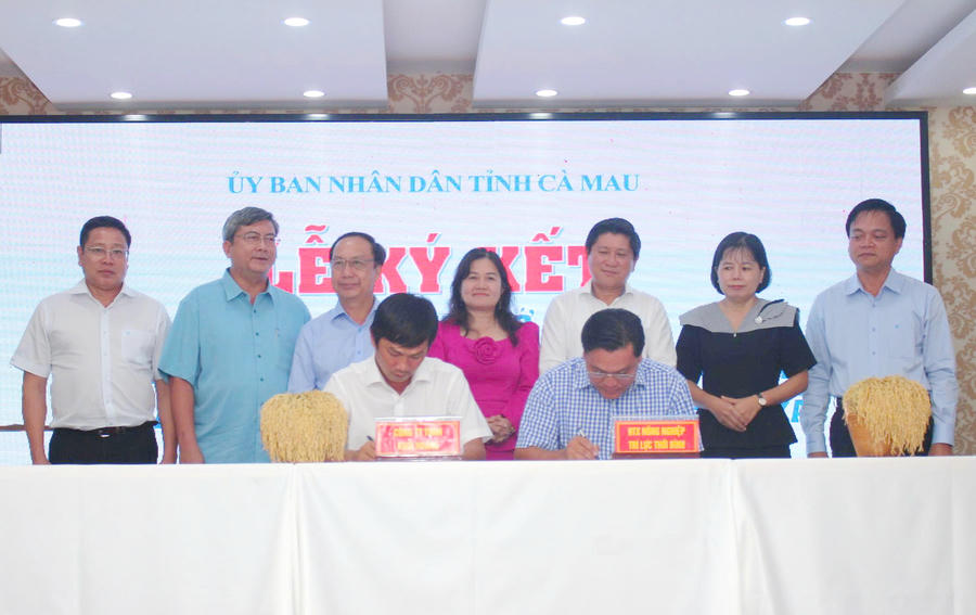 Đại diện các doanh nghiệp và hợp tác xã ký kết nhiều biên bản ghi nhớ hợp tác và hợp đồng bao tiêu sản phẩm, tạo tiền đề mở rộng liên kết sản xuất – tiêu thụ lúa gạo trong thời gian tới.