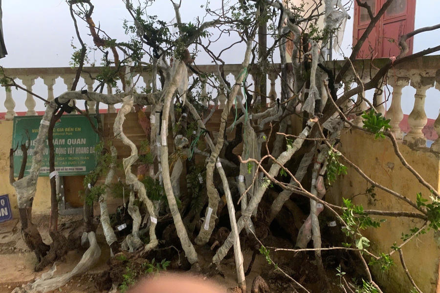 Số cây muội hồng trong vườn nhà dân lực lượng chức năng thu giữ được.