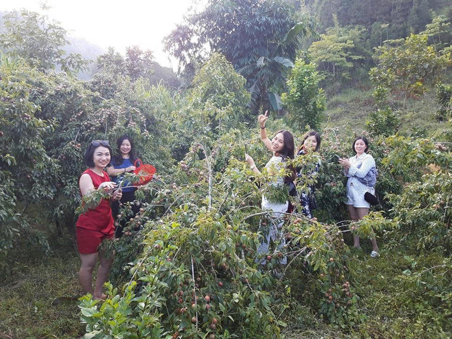 Chương trình trải nghiệm “Một ngày làm nông dân cao nguyên” sẽ đưa du khách đến với các vườn dâu tây, vườn mận Tam hoa và tự tay thu hoạch, thưởng thức các nông sản tươi ngon. (Ảnh: CTTĐT Lào Cai).