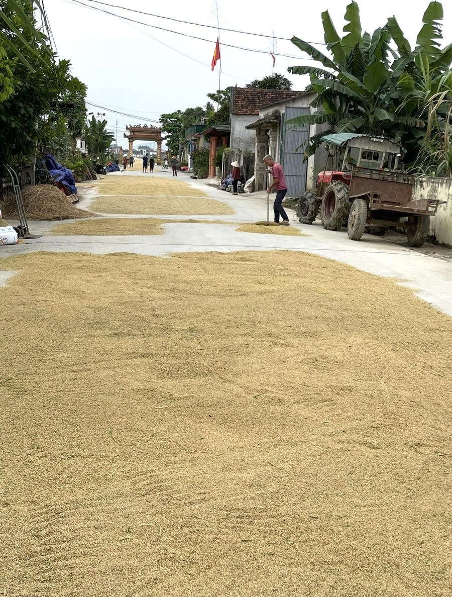 Ngay từ sáng sớm, người dân đã tất bật phơi lúa, ai cũng vui cười
