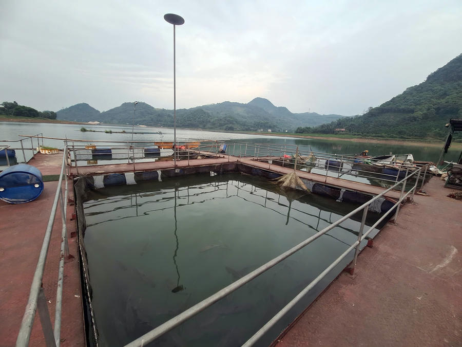 Nhiều hộ dân sinh sống bằng nghề nuôi cá lồng.