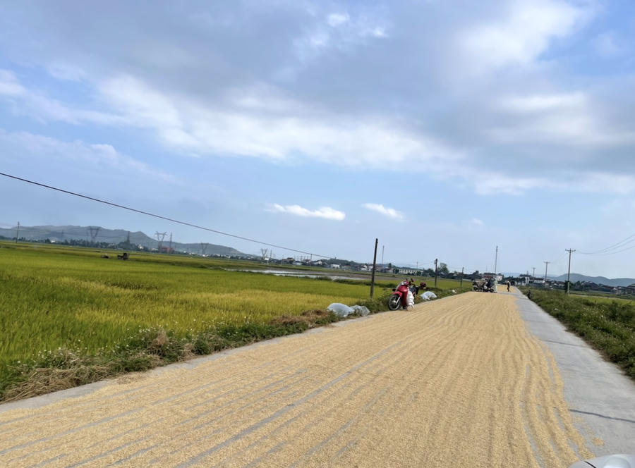 Lúa trải vàng đường quê