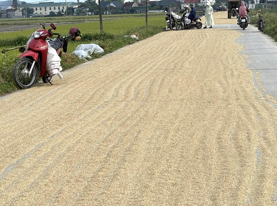 Lúa được phơi ở đường ít xe cộ qua lại.