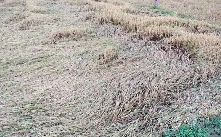 Diện tích lúa bị thiệt hại từ 50-70% tại xã Sam Mứn.