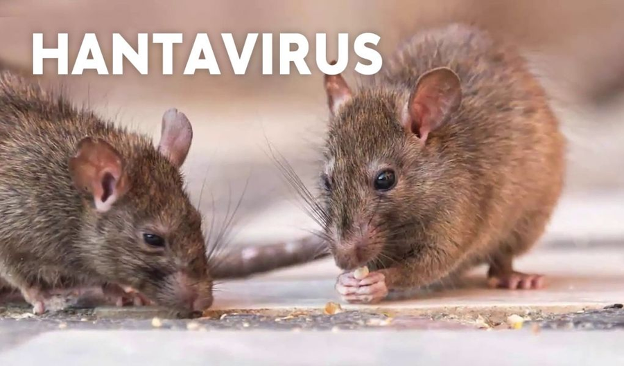 Bộ Y tế hướng dẫn phòng virus Hanta sau chùm ca bệnh viêm đường hô hấp nặng trên tàu quốc tế. Người dân cần chủ động phòng ngừa, nhận biết sớm và xử trí đúng để tránh nguy cơ lây nhiễm. (Ảnh minh họa: internet)