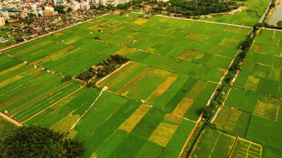 Hiện tại, Hà Nội cũng đang lấy ý kiến dự thảo Nghị quyết về việc khai thác quỹ đất nông nghiệp bãi sông, bãi nổi để phát triển nông nghiệp sinh thái kết hợp du lịch và giáo dục trải nghiệm. Ảnh InT