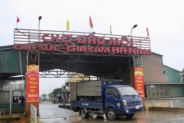 Chợ đầu mối gia súc, gia cầm Hà Nam hàng ngày trung chuyển hàng nghìn con lợn.