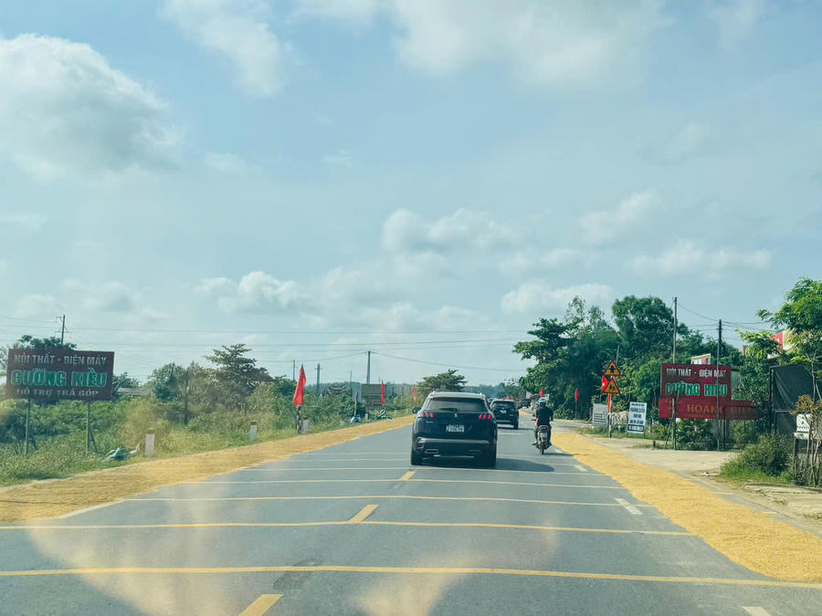 Tình trạng phơi lúa diễn ra ngay trên Quốc lộ 1A tại địa bàn Quảng Trị.
